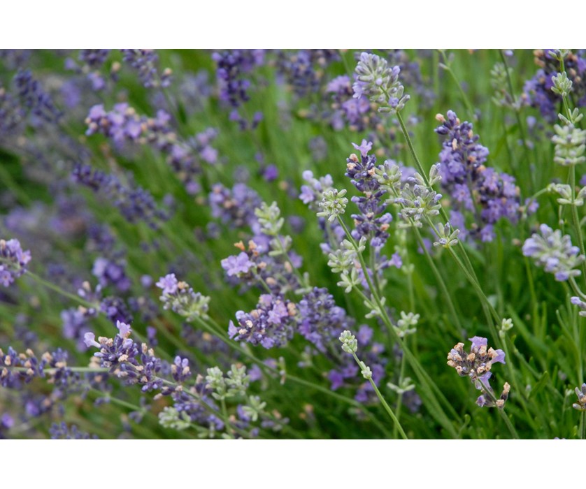 Munstead English Lavender